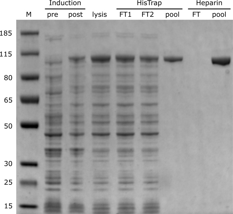 Appendix 2—figure 1.