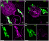 Figure 11