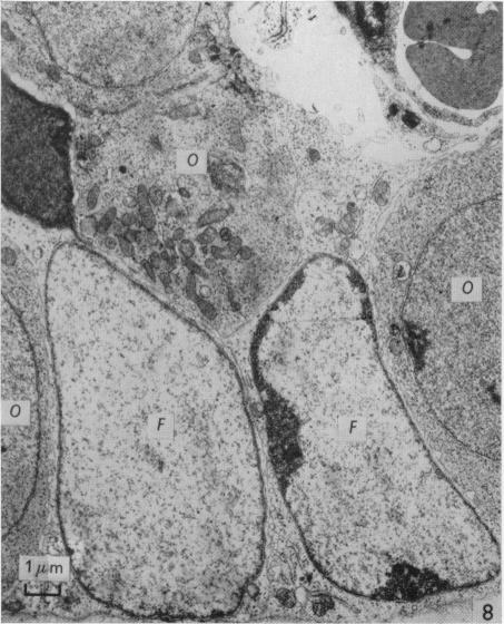 Fig. 8