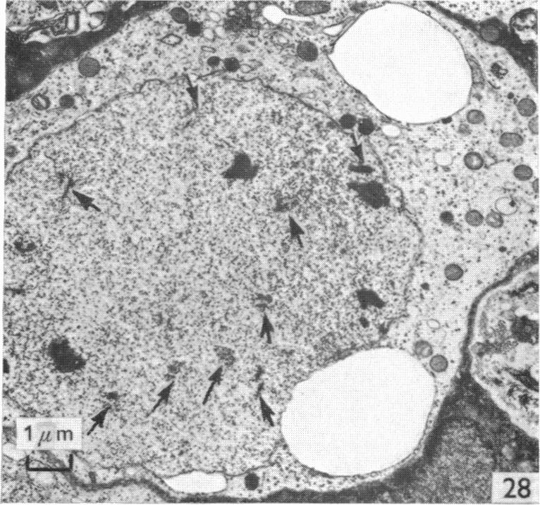 Fig. 28