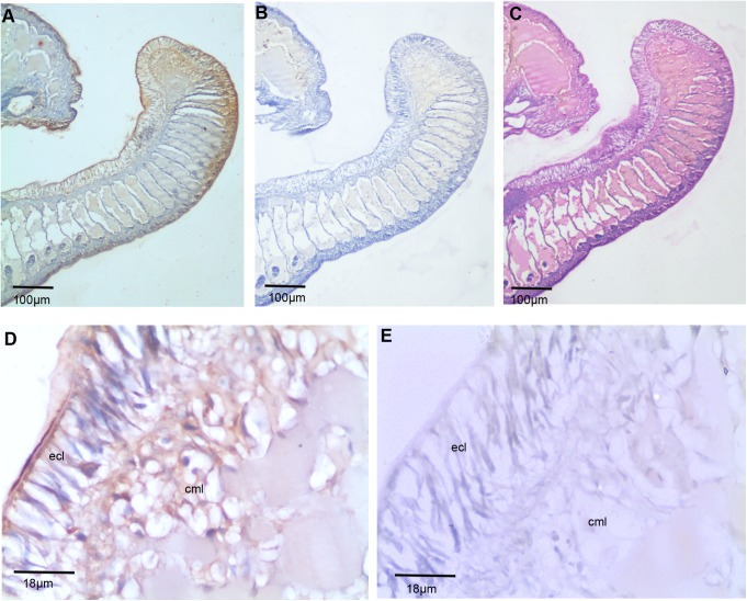 Fig 5