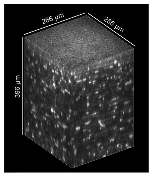 Fig. 10