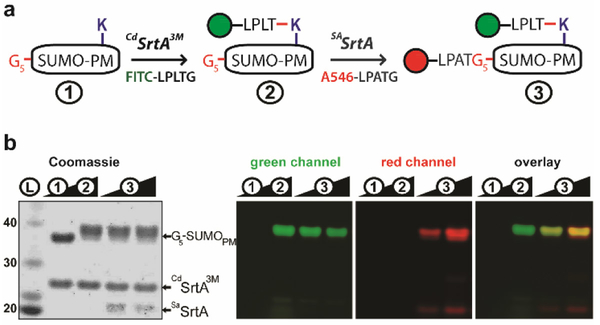 Figure 3.