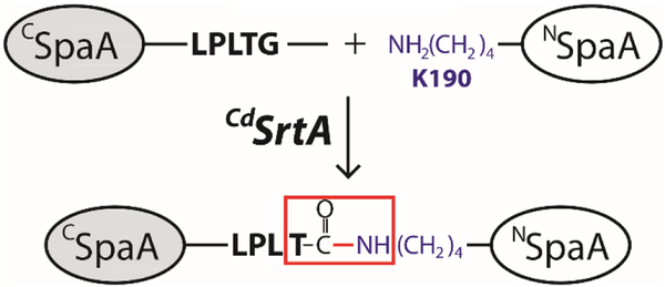 Scheme 1.