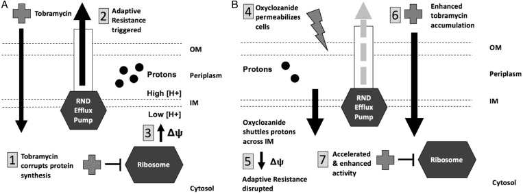 Figure 11.