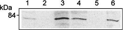 FIG. 5.