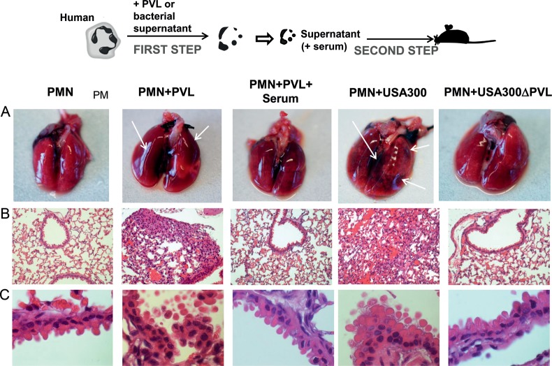 Figure 6.