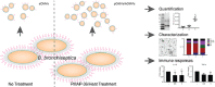 Image, graphical abstract