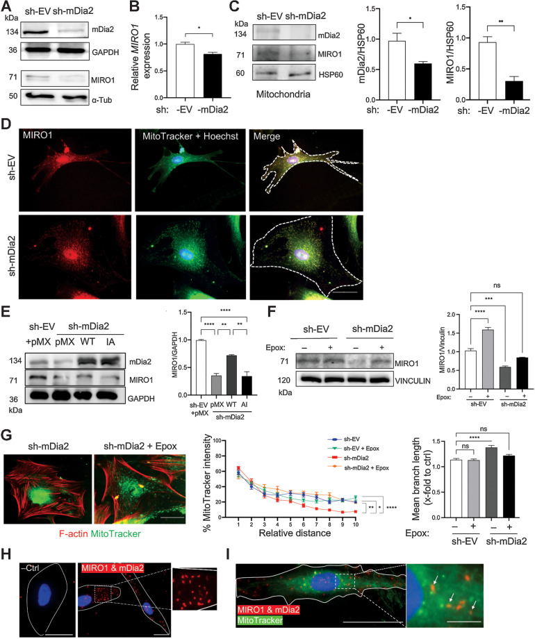 Figure 3. mDia2 binds and stabilizes MIRO1 in primary human fibroblasts. A, Representative Western blot of total lysate of sh-EV or sh-mDia2 fibroblasts for mDia2, MIRO1, GAPDH, and α-tubulin. B, qRT-PCR analysis for MIRO1 using RNA from sh-EV and sh-mDia2 HDFs. n = 3. C, Representative Western blot of mitochondrial fractions from sh-EV and sh-mDia2 fibroblasts probed for mDia2, MIRO1, and HSP60, and quantification of mitochondrial mDia2/HSP60 or MIRO1/HSP60 ratios. n = 3. D, Representative images of sh-EV and sh-mDia2 HDFs immunostained for MIRO1 (red), counterstained with MitoTracker (green), and Hoechst (blue). Dotted lines outline the cell border. E, Western blot of total lysate from sh-EV or sh-mDia2 fibroblasts transfected with pMX‐WT, pMX-IA, or pMX‐control for MIRO1 and GAPDH, and quantification of the MIRO1/GAPDH ratio. n = 3. F, Representative Western blots for MIRO1 and vinculin using total lysates of sh-EV and sh-mDia2 fibroblasts treated for 2 hours with epoxomicin (Epox; 10 μmol/L), and quantification of the MIRO1/VINCULIN ratio. n = 3 biological replicates. G, Representative images of sh-mDia2 fibroblasts treated with Epox (10 μmol/L) or vehicle and stained with MitoTracker (green) and rhodamine-coupled phalloidin (red). Bar graphs show the fluorescence intensity distribution of MitoTracker relative to the highest intensity value from the perinuclear region to the plasma membrane and mean network branch quantified using the MiNA toolset. n = 22–29. H and I, Representative images showing PLA signals (red) in HDFs stained with mDia2 and MIRO1 antibodies and in the negative control (-Ctrl) without primary antibodies (H), counterstained with Hoechst (blue), either alone (H) or together with MitoTracker (green) (I). Graphs show mean ± SEM. ns, P > 0.05; *, P < 0.05; **, P < 0.01; ***, P < 0.001; ****, P < 0.0001 [one-way ANOVA with Bonferroni post hoc test (E–G for network analysis), two-way ANOVA with Bonferroni post hoc test (G for MitoTracker intensity), or unpaired Student t test (B, C)]. Scale bars: 50 μm.