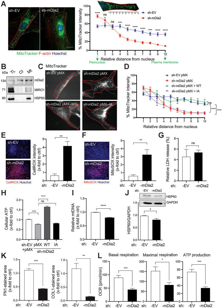 Figure 2. mDia2 regulates mitochondrial function in HDFs. A, Representative images of sh-EV and sh-mDia2 HDFs stained with MitoTracker (green), rhodamine-coupled phalloidin (red), and Hoechst (blue). The graph shows the fluorescence intensity of MitoTracker relative to the highest intensity value. The relative distance is indicated with values from 1 to 10 (e.g., on the top). N = 10. B, Representative Western blots for mDia2, MIRO1, and HSP60 using cytoplasmic (Ct) and mitochondrial (Mt) fractions, and total lysate (TL) of HDFs. C and D, sh-mDia2 fibroblasts were transfected with pMX‐WT or pMX‐IA expression vectors or pMX, and stained with MitoTracker (C). sh-EV fibroblasts were used for comparison. Bar graph shows the fluorescence intensity distribution of MitoTracker relative to the highest intensity value from the perinuclear region to the plasma membrane (D) as described in A. n = 6. E–G, Representative images of sh-EV and sh-mDia2 HDFs stained with CellROX (E) or MitoSOX (F) (red), counterstained with Hoechst (blue). Bar graphs show quantification of staining intensity. Cells were analyzed for LDH release (G). n = 3–4. H, Relative intracellular ATP levels in sh-EV or sh-mDia2 HDFs transfected with pMX-WT, pMX-IA, or pMX. n = 3. I, Relative levels of mtDNA in sh-EV and sh-mDia2 HDFs determined by qPCR. n = 3. J, Western blot of total lysate of sh-EV or sh-mDia2 fibroblasts for HSP60 and GAPDH, and quantification of the HSP60/GAPDH ratio. n = 3. K, Quantification of FN1- and COL I-stained area in the decellularized matrix from sh-EV and sh-mDia2 fibroblasts cultured in galactose-containing medium. n = 3. L, Quantification of data from Seahorse analysis from sh-EV and sh-mDia2 HDFs cultured in galactose-containing medium. n = 6. Graphs show mean ± SEM. ns P > 0.05; *, P < 0.05; **, P < 0.01; ***, P < 0.001; ****, P < 0.0001 [one-way ANOVA with Bonferroni post hoc test (H), two-way ANOVA with Bonferroni post hoc test (A, D), or unpaired Student t test (E–G, I–L)]. Scale bars: 25 μm (A, C), 100 μm (E, F).