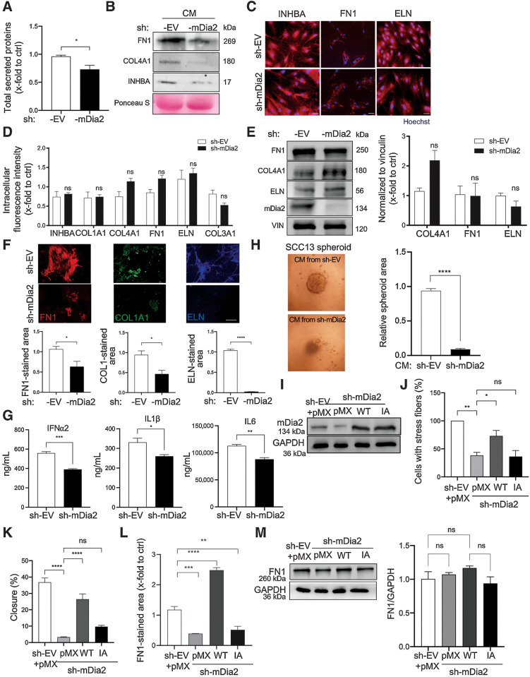 Figure 1. mDia2 promotes protein secretion from HDFs. A, Quantification of total proteins secreted by sh-EV and sh-mDia2 HDFs. n = 3. B, Representative Western blots of conditioned media (CM) of sh-EV and -mDia2 fibroblasts for fibronectin 1 (FN1), collagen (COL)4A1, and INHBA under reducing conditions. Ponceau S staining of the membrane served as loading control. C and D, Representative immunofluorescence images of sh-EV and sh-mDia2 fibroblasts stained for INHBA, FN1, and ELN (C), and quantification of intracellular fluorescence intensity (D). n = 3. E, Western blot for FN1, COL4, elastin (ELN), and vinculin (VIN, loading control) using total lysates of sh-EV or sh-mDia2 fibroblasts. n = 3. F, Representative FN1, COL1A1, and ELN immunofluorescence images and quantification of the stained area in the decellularized matrix from sh-EV and sh-mDia2 fibroblasts cultured in glucose-containing medium. n = 3. G, IFNα2, IL1β, and IL6 concentrations (ng/mL) in supernatants from sh-EV and sh-mDia2 fibroblasts. n = 3. H, Quantification of the SCC13 tumor spheroid area in hanging drop including CM from sh-mDia2 and sh-EV fibroblasts and representative images (left). The area of the spheroid formed in one control sample was set to 1. n = 10–11. I, Western blots of total lysate from sh-EV or sh-mDia2 fibroblasts transfected with expression vectors encoding wild-type mDia2 (WT), an actin-polymerization–deficient mDia2 mutant (IA) or empty vector (pMX) for mDia2 and GAPDH. J and K, Percentage of total cells with actin stress fibers (J) and scratch closure (K) of sh-EV and sh-mDia2 fibroblasts transfected with expression vectors encoding WT or IA mDia2 or pMX. n = 3 (J) and 6 (K). L and M, sh-EV or -mDia2 fibroblasts were transfected with expression vectors encoding WT or IA mDia2 or pMX. Quantification of FN1 immunofluorescence staining of the decellularized ECM (L), and representative Western blot of total cell lysate and data quantification (M). n = 3. Graphs show mean ± SEM. ns P > 0.05; *, P < 0.05; **, P < 0.01; ***, P < 0.001; ****, P < 0.0001 [one-way ANOVA with Bonferroni post hoc test (D, E, J, K–M), or unpaired Student t test (A, F–H)]. Scale bars: 50 μm (C), 100 μm (F).