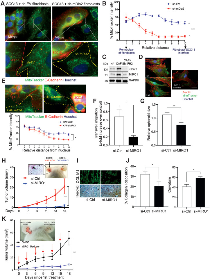 Figure 7. Depletion of MIRO1 in CAFs suppresses skin tumorigenesis. A and B, sh-EV or -mDia2 HDFs cocultured for 7 days with SCC13 cells immunostained for E-cadherin (red) and counterstained with MitoTracker (green) and Hoechst (blue) (A). The mitochondrial distribution relative to the highest intensity value from the perinuclear region of fibroblasts to the interface with SCC13 cells was quantified (B). Relative distances range from 1 to 10. n = 4–6. C, Representative Western blots for MIRO1, mDia2, and GAPDH using total lysates of NFs and CAFs (patient No. 1) cultured with SMIFH2 (25 μmol/L) or vehicle. The dotted line indicates cutting of the membrane; all samples were loaded on the same gel. D, Representative images of NFs and CAFs cultured with SMIFH2 (25 μmol/L) or vehicle and stained with rhodamine‐coupled phalloidin (red), MitoTracker (green), and Hoechst (blue). E, Two-dimensional cocultures of SCC13 cells with si-Ctrl or si-MIRO1 CAFs at day 7. SCC13 cells were identified by E-cadherin (red) staining and counterstained with MitoTracker (green) and Hoechst (blue). The mitochondrial distribution relative to the highest intensity value from the perinuclear region of fibroblasts to the interface with SCC13 cells was quantified. Relative distances range from 1 to 10. n = 12–14. F, Chemotactic transwell migration of SCC13 cells using CM from si-Ctrl or si-MIRO1 CAFs. n = 3. G, Quantification of the SCC13 spheroid area in a single hanging drop including CM from si-Ctrl or si-MIRO1 CAFs. The spheroid area in one si-Ctrl sample was set to 1. N = 6. H, Tumor volume at different time points 2 weeks after injection (n = 4) and representative photos of 2-week-old tumors formed upon intradermal coinjection of SCC13 cells with si-MIRO1 or si-Ctrl CAFs. An inset panel indicates the area where tumor cells invade into the cartilage. Asterisk indicates cartilage; arrow indicates site of invasion. I, Representative images of COL1A1 immunofluorescence and Herovici staining of tumors formed by SCC13 cells transfected with si-MIRO1 or si-Ctrl CAFs at day 15. J, Quantification of the percentage of the COL1A1-positive area and curvature of fibers per field of view. n = 3–4. K, Increase in SCC13 (coinjected with CAFs) tumor volume (mm3) upon injection of the tumors with MIRO1-Reducer (2.5 μmol/L per injection) or vehicle (DMSO) once every 3–4 days for 18 days. Red arrows indicate the treatment time points. n = 5. Bar graphs show mean ± SEM. ns P > 0.05; *, P < 0.05; **, P < 0.01; ***, P < 0.001; ****, P < 0.0001 [two-way ANOVA with Bonferroni post hoc test (B, E, H, K), unpaired Student t test (F, G, J)]. Scale bars: 25 μm (A, D, E) and 50 μm (I).