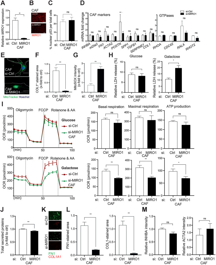 Figure 6. Knockdown of MIRO1 causes metabolic dysfunction and impaired protein secretion in primary human skin CAFs. A and B, CAFs from patient No. 1 were transfected with MIRO1 (si-MIRO1) or control (si-Ctrl) siRNAs. The knockdown was confirmed by qRT-PCR (A) and immunofluorescence staining (B). C, Quantification of nuclear p53 in CAFs transfected with Ctrl or MIRO1 siRNAs. n = 3. D, qRT-PCR for CAF marker genes and genes encoding different small GTPases using RNA from si-MIRO1 or si-Ctrl CAFs. n = 3. E, Representative images of si-MIRO1 or si-Ctrl CAFs (patient No.1) stained for MIRO1 (red), counterstained with MitoTracker (green) and Hoechst (blue). F, Quantification of COL1-stained area in the decellularized matrix from si-Ctrl or si-MIRO1 CAFs. n = 3. G, Relative levels of mitochondrial superoxide based on MitoSOX fluorescence intensity in CAFs (patient No.1) transfected with si-Ctrl or si-MIRO1. n = 3. H, CAFs (patient No. 1) transfected with si-Ctrl or si-MIRO1 were analyzed for LDH release. n = 3. I, Seahorse assay for the OCR in CAFs (patient No. 1) transfected with si-Ctrl or si-MIRO1 and quantification of basal respiration, maximal respiratory capacity, and ATP production in glucose (top) or galactose (bottom) medium. n = 5–6. J, Quantification of total proteins secreted by si-MIRO1 or si-Ctrl CAFs (patient No. 1) in glucose medium. n = 6. K and L, Representative images of immunofluorescence stainings for FN1 and COL1A (I) and quantification of the stained area in the decellularized matrix (J) from si-Ctrl or si-MIRO1 CAFs (patient No. 1) in glucose medium. n = 3. M, Quantification of intracellular fluorescence in si-Ctrl or si-MIRO1 CAFs (patient No. 1) immunostained for INHBA or ACTA2. n = 3. Bar graphs show mean ± SEM. ns P > 0.05; *, P < 0.05; **, P < 0.01 [two-way ANOVA with Bonferroni post hoc test (D), unpaired Student t test (other graphs)]. Scale bars: 50 μm (E) and 100 μm (B, K). Data shown in K and L were reproduced with CAFs from a second patient.