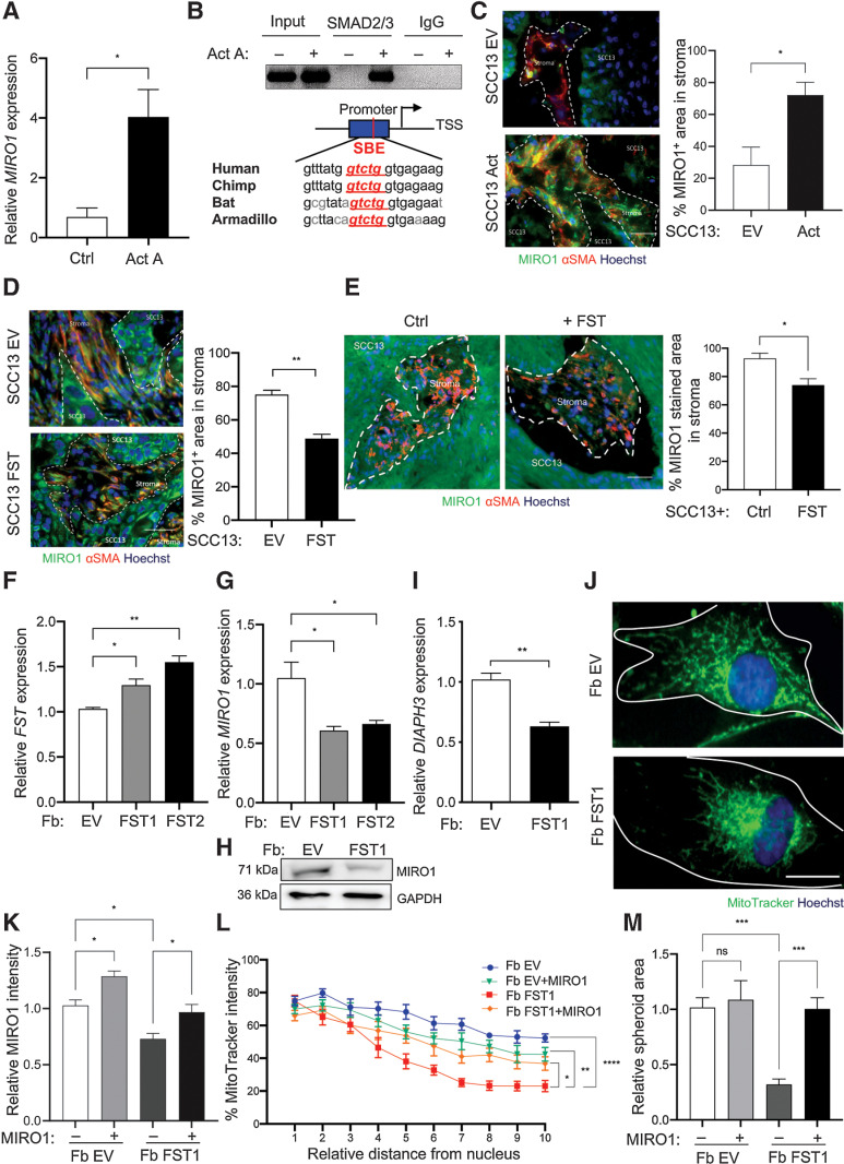 Figure 5. MIRO1 is a target of activin A–SMAD2/3 signaling. A, HDFs were treated with 20 ng/mL activin A or vehicle for 6 hours and analyzed for MIRO1 expression by qRT-PCR. n = 3. B, ChIP using lysates from activin A– or vehicle-treated fibroblasts and an SMAD2/3 antibody, and amplification of the bound DNA with MIRO1 primers (top). Preimmune serum (IgG) was used as a negative control. Alignment of the sequences within the 2-kb region upstream of the MIRO1 gene TSS of different species that harbor a SMAD2/3 binding element (SBE; in red and italics, bottom). C and D, Representative images of sections from ear skin tumors formed by SCC13 cells with doxycycline (DOX)-inducible lentiviral overexpression of INHBA (SCC13 Act; C) or FST (SCC13 FST; D) or transduced with EV, immunostained for MIRO1 (green) or α-SMA (red), and counterstained with Hoechst (blue). Graphs show the percentage of MIRO1- relative to α-SMA–positive area (percentage of MIRO1+ area in stroma). n = 3 tumors per group. Tumors were collected 5 or 12 weeks after the initial injection of SCC13 Act or -FST. This accounts for the higher MIRO1 positivity of EV in D compared with C. E, Tumors formed by SCC13 Act cells were treated ex vivo for 6 hours with 50 ng/mL follistatin, immunostained for MIRO1 (green) or α-SMA (red), and counterstained with Hoechst (blue). Graph shows the percentage of MIRO1- relative to α-SMA–positive area. n = 4. F and G, qRT-PCR for FST (F) and MIRO1 (G) using RNA collected 24 hours after DOX treatment from clonally expanded HDFs transduced with empty vector (Fb-EV) or with DOX-inducible expression of FST (Fb FST1: clone 1, Fb FST2: clone 2). n = 3. H, Western blots for MIRO1 and GAPDH using total lysates of Fb FST (clone 1) and Fb-EV. I, qRT-PCR for DIAPH3 using RNA collected 24 hours after DOX treatment from HDFs transduced with Fb-EV or Fb FST1. n = 3. J, Representative images of Fb-EV or -FST1 stained with MitoTracker (green) and Hoechst (blue). K and L, Fb FST1 and control fibroblasts were transfected with pGEM‐MIRO1 (“+”) or pGEM‐EV (“–”). Expression of MIRO1 was analyzed by immunofluorescence 24 hours after transfection (K). n = 3. Graph shows fluorescence intensity distribution of MitoTracker relative to the highest intensity value from the perinuclear region to the plasma membrane (L). n = 8. M, Quantification of SCC13 spheroid area in hanging drops including CM from Fb FST1 and their controls transfected with pGEM‐MIRO1 or pGEM‐EV. The area of the spheroid in one control sample was set to 1. n = 8. Bar graphs show mean ± SEM. ns P > 0.05; *, P < 0.05; **, P < 0.01; ***, P < 0.001 [one-way ANOVA with Bonferroni post hoc test (F, G, K, M), two-way ANOVA with Bonferroni post hoc test (L), or unpaired Student t test (A, C–E, I)]. Scale bars: 50 μm (C–E), 25 μm (J).