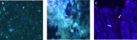Fig 9
