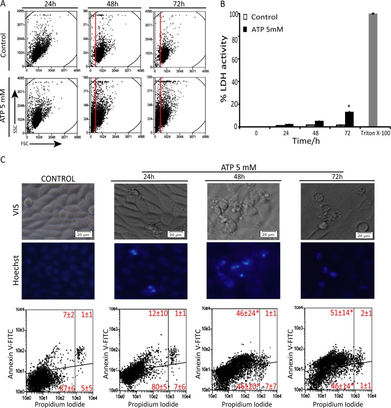 FIGURE 2: