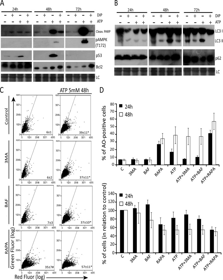 FIGURE 7: