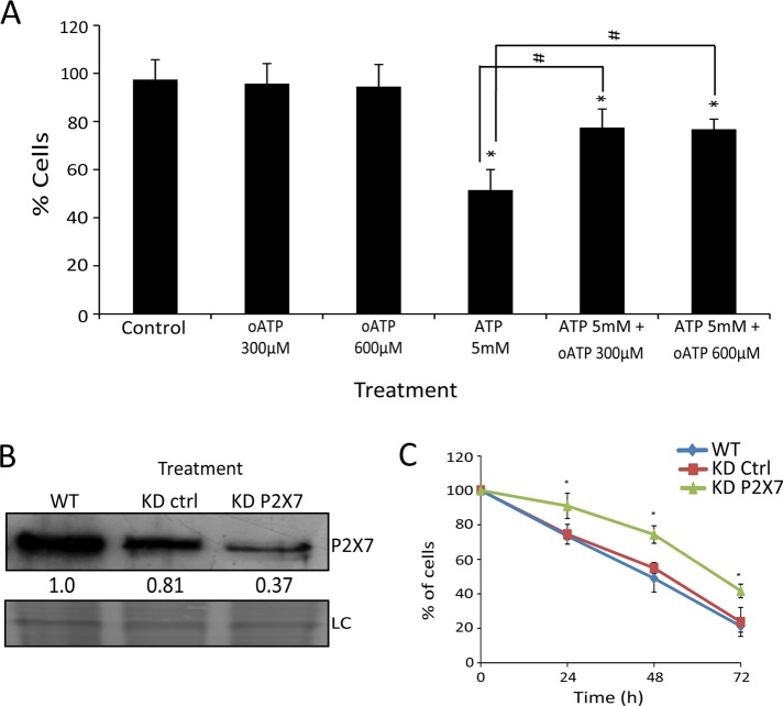 FIGURE 4: