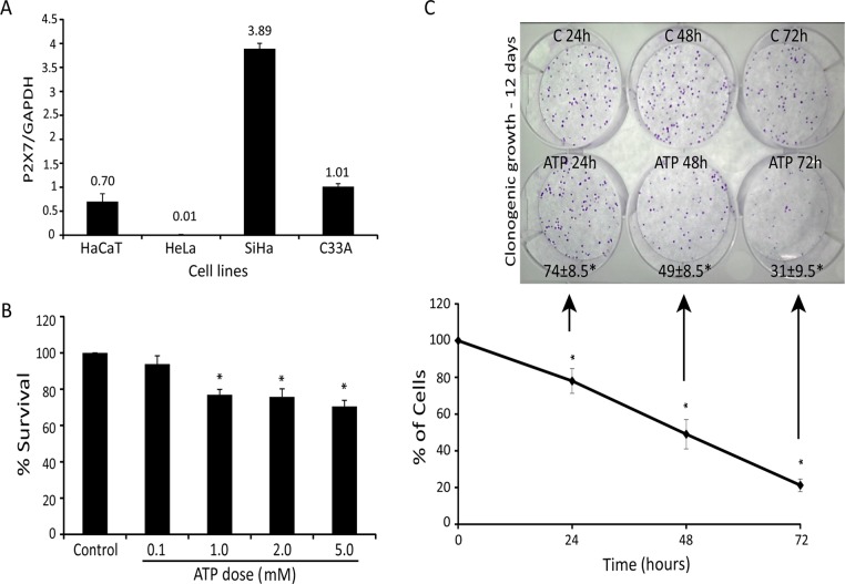 FIGURE 1: