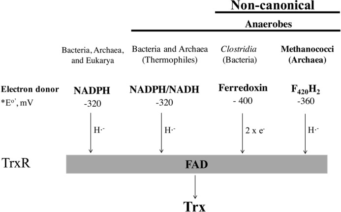 FIGURE 11.