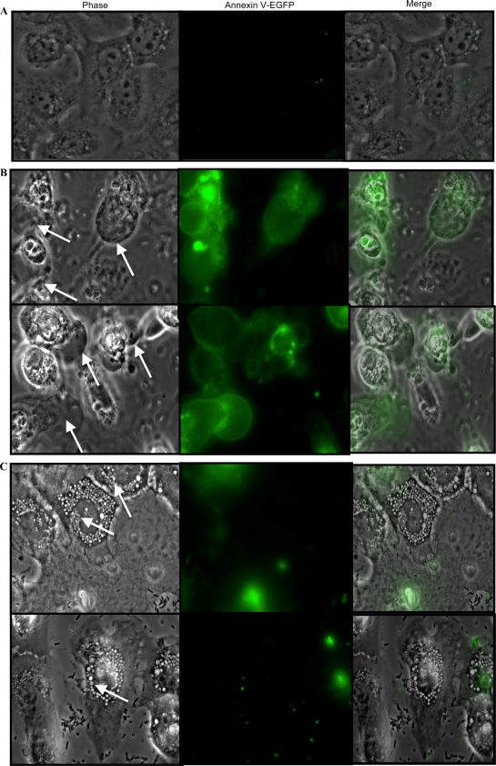 FIG. 7.