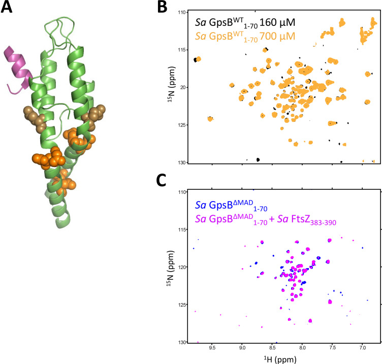 Figure 1—figure supplement 2.