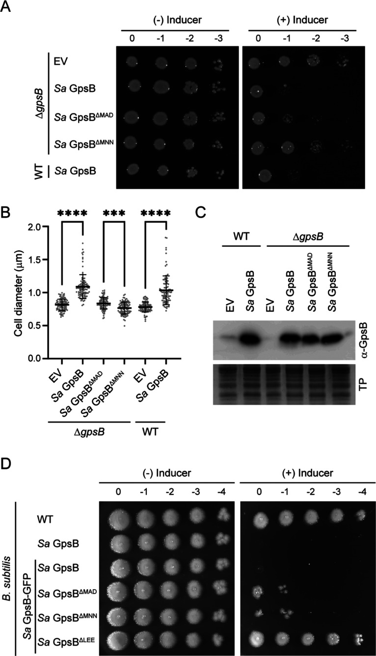 Figure 2—figure supplement 2.