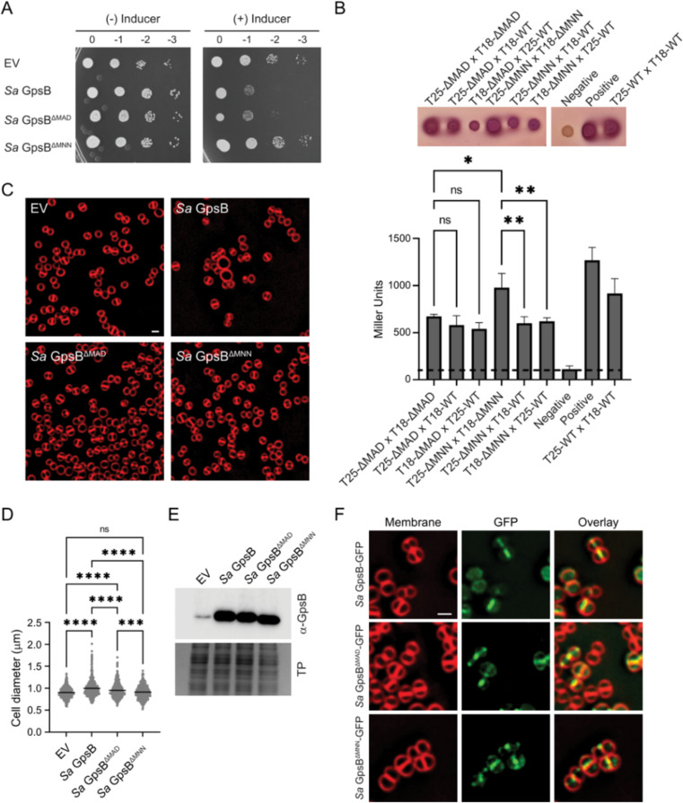 Figure 2—figure supplement 1.