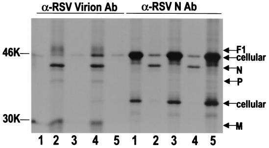 FIG. 3.