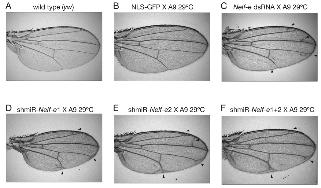 Fig. 5