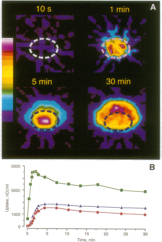 graphic file with name pnas01145-0410-a.jpg