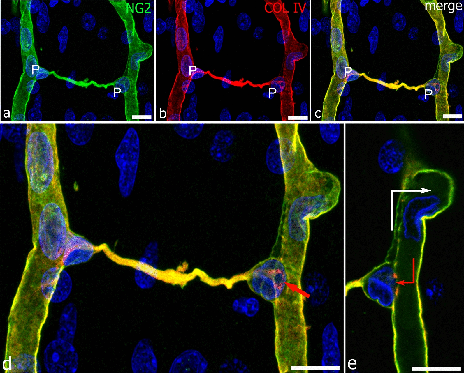 Fig. 7