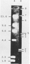 1919