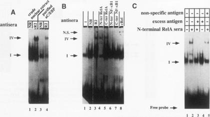 graphic file with name molcellb00010-0245-a.jpg