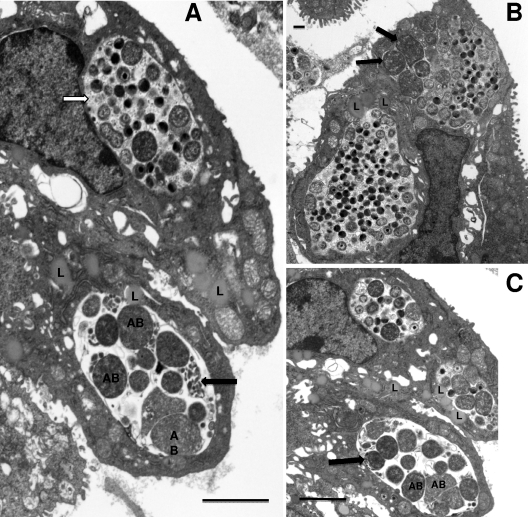 Fig. 9.