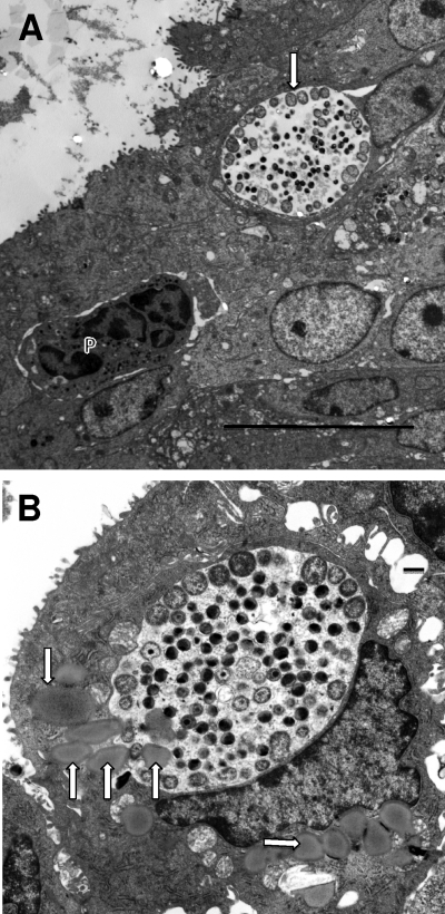 Fig. 6.