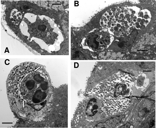 Fig. 4.