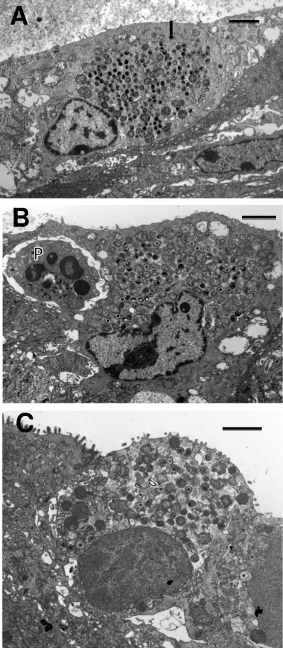 Fig. 5.