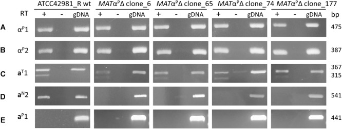 FIGURE 4