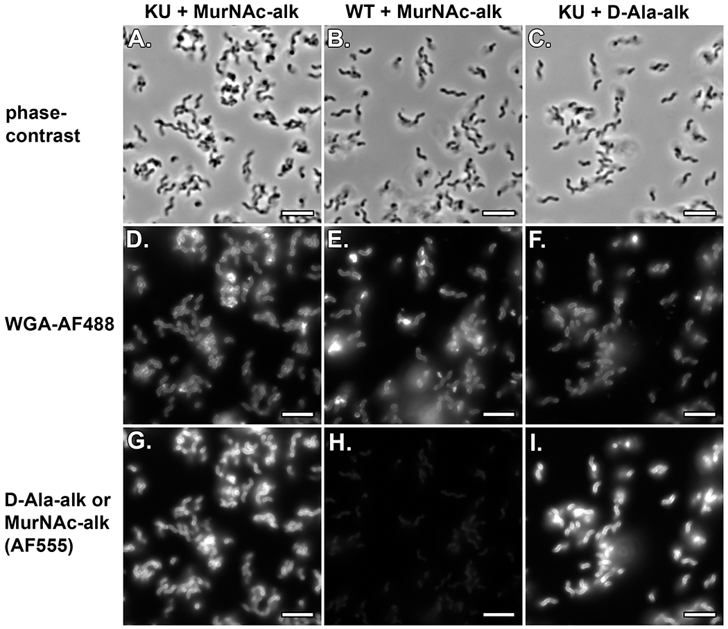 Figure 21: