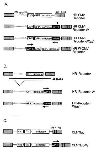 FIG. 1