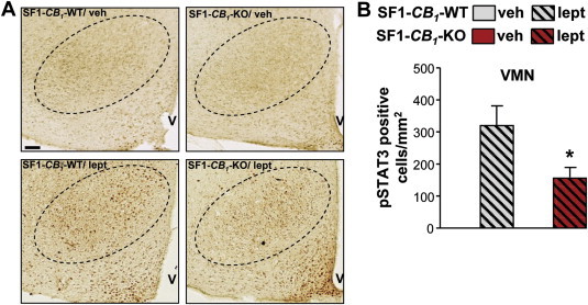 Figure 7