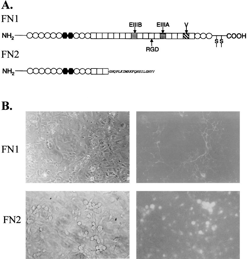 FIG. 1.