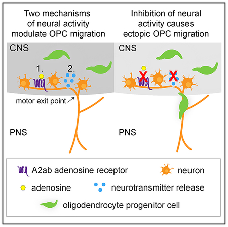 graphic file with name nihms-1526190-f0001.jpg