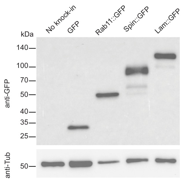 Figure 2—figure supplement 3.