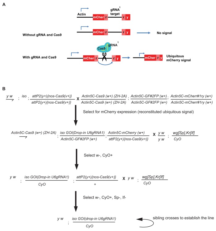 Figure 4—figure supplement 1.