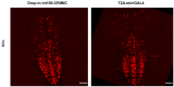 Figure 6—figure supplement 1.