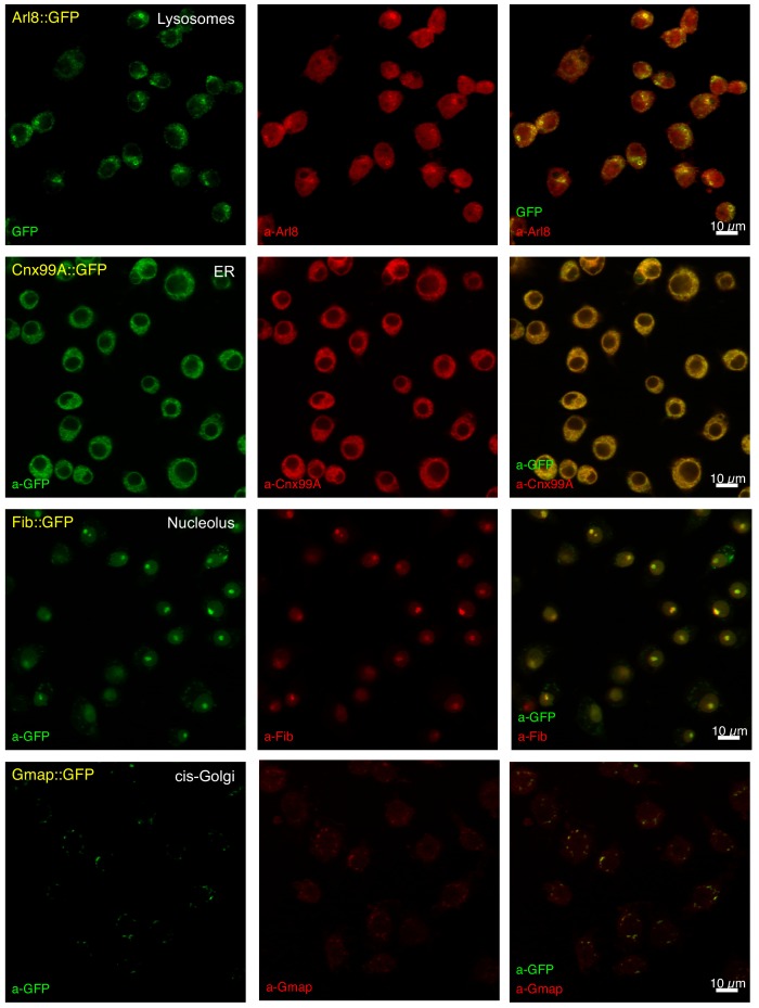 Figure 2—figure supplement 2.