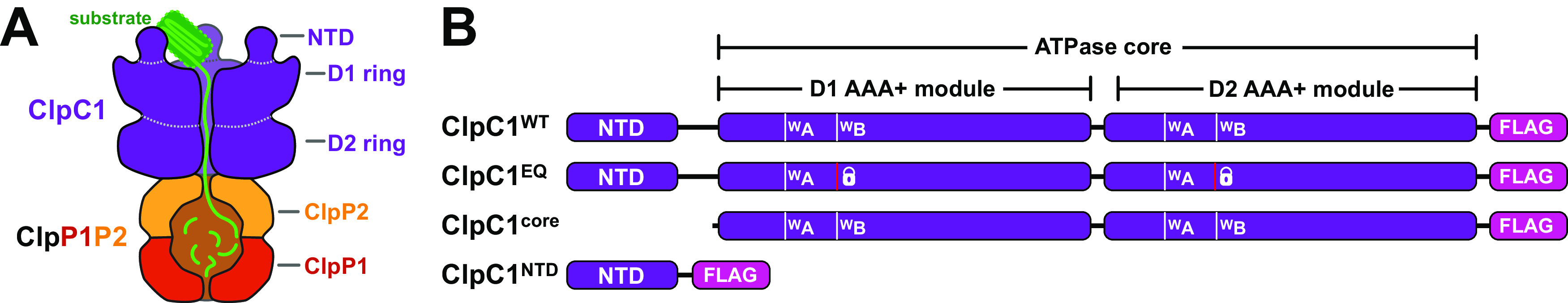 FIG 1