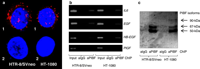 Fig. 7